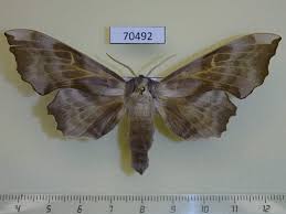 Attēlu rezultāti vaicājumam “Laothoe amurensis”