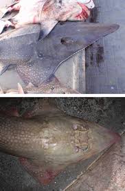 Image result for Rhynchobatus djiddensis