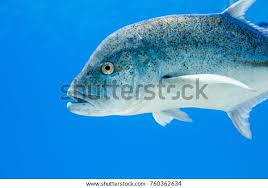 Image result for Caranx melampygus