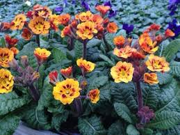 Attēlu rezultāti vaicājumam “Primula x polyantha flower”