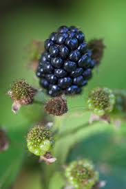 Attēlu rezultāti vaicājumam “Rubus nessensis”