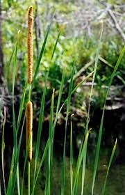 Attēlu rezultāti vaicājumam “Typha angustifolia”