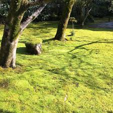 Attēlu rezultāti vaicājumam “moss”