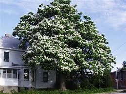 Attēlu rezultāti vaicājumam “Catalpa”