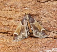 Attēlu rezultāti vaicājumam “Pyralis farinalis”