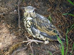 Attēlu rezultāti vaicājumam “Turdus viscivorus juvenile”