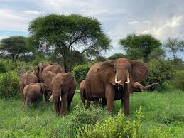 Image result for Яла заповедник