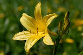 Attēlu rezultāti vaicājumam “Hemerocallis lilioasphodelus flower”