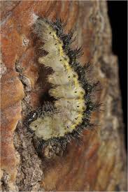 Attēlu rezultāti vaicājumam “Aglais urticae”