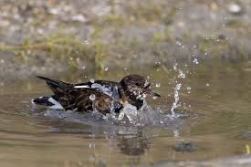 Attēlu rezultāti vaicājumam “Arenaria interpres”