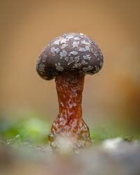 Attēlu rezultāti vaicājumam “Diderma deplanatum”