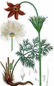 Attēlu rezultāti vaicājumam “Pulsatilla pratensis leaf”