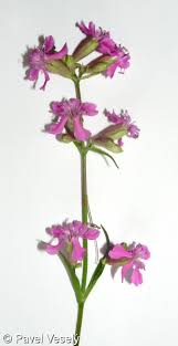 Attēlu rezultāti vaicājumam “Silene viscaria fruit”