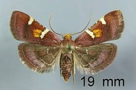 Attēlu rezultāti vaicājumam “Pyralis regalis”