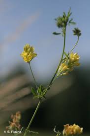 Attēlu rezultāti vaicājumam “Medicago sativa subsp. falcata”