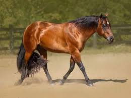 Attēlu rezultāti vaicājumam “Lopinga achine upperside”