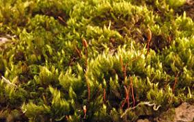 Attēlu rezultāti vaicājumam “Pylaisia polyantha sporophyte”