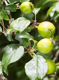 Attēlu rezultāti vaicājumam “Malus”