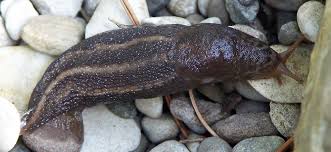 Attēlu rezultāti vaicājumam “Limax maximus”