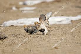 Image result for Syrrhaptes paradoxus