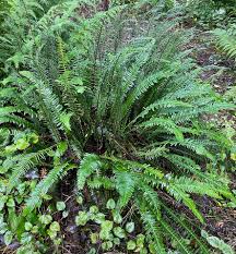 Attēlu rezultāti vaicājumam “Blechnum spicant”
