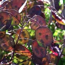 Attēlu rezultāti vaicājumam “Lunaria rediviva leaf”