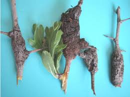 Attēlu rezultāti vaicājumam “Gymnosporangium sp.”