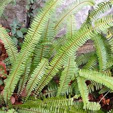 Image result for НЕФРОЛЕПИС (Nephrolepis