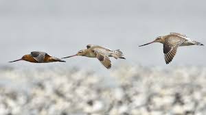 Attēlu rezultāti vaicājumam “Limosa lapponica adult”