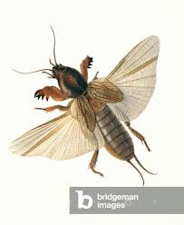 Attēlu rezultāti vaicājumam “Gryllotalpa gryllotalpa”