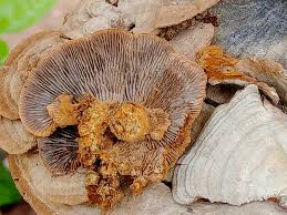 Attēlu rezultāti vaicājumam “Gloeophyllum abietinum”