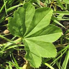 Attēlu rezultāti vaicājumam “Alchemilla vulgaris aggr. leaf”