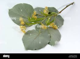Attēlu rezultāti vaicājumam “Tilia tomentosa leaf”
