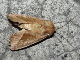 Attēlu rezultāti vaicājumam “Hydraecia micacea”