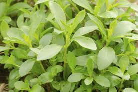 Image result for Stevia rebaudiana