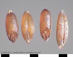 Attēlu rezultāti vaicājumam “Agrostis canina leaf”