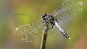 Attēlu rezultāti vaicājumam “Leucorrhinia caudalis male”