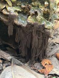 Attēlu rezultāti vaicājumam “Stemonaria irregularis”