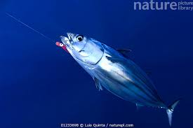 Image result for Sarda sarda