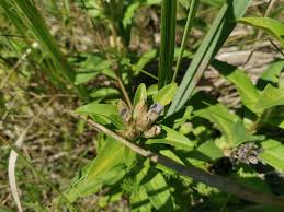 Attēlu rezultāti vaicājumam “Gentiana cruciata”