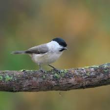 Attēlu rezultāti vaicājumam “Poecile palustris adult”