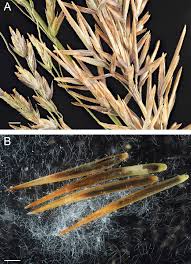 Attēlu rezultāti vaicājumam “Poa palustris leaf”