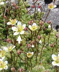 Attēlu rezultāti vaicājumam “Saxifraga cymbalaria fruit”