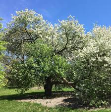 Attēlu rezultāti vaicājumam “Malus x zumi”