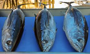 Image result for Thunnus alalunga