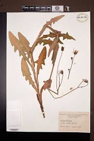 Attēlu rezultāti vaicājumam “Sonchus arvensis subsp. uliginosus fruit”