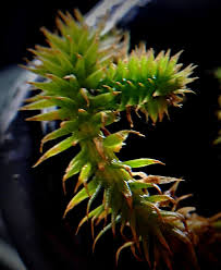 Attēlu rezultāti vaicājumam “Lycogala alisaulianovae young”