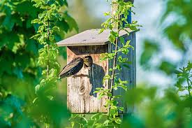 Attēlu rezultāti vaicājumam “Muscicapa striata nest”
