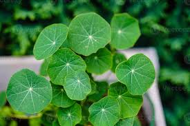 Attēlu rezultāti vaicājumam “Tropaeolum majus leaf”