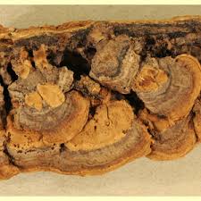 Attēlu rezultāti vaicājumam “Gloeophyllum abietinum”